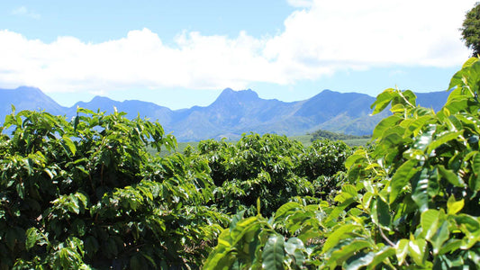 Survival Guide: Surviving in Tropical and Subtropical Regions