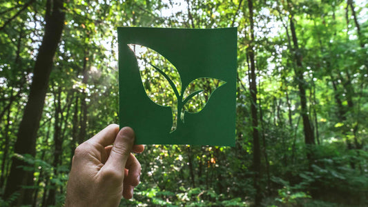 Eco-Friendly Recreation: How to Leave Minimal Impact in Nature?
